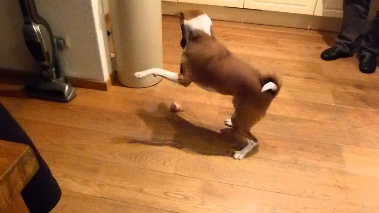 Basenji with egg