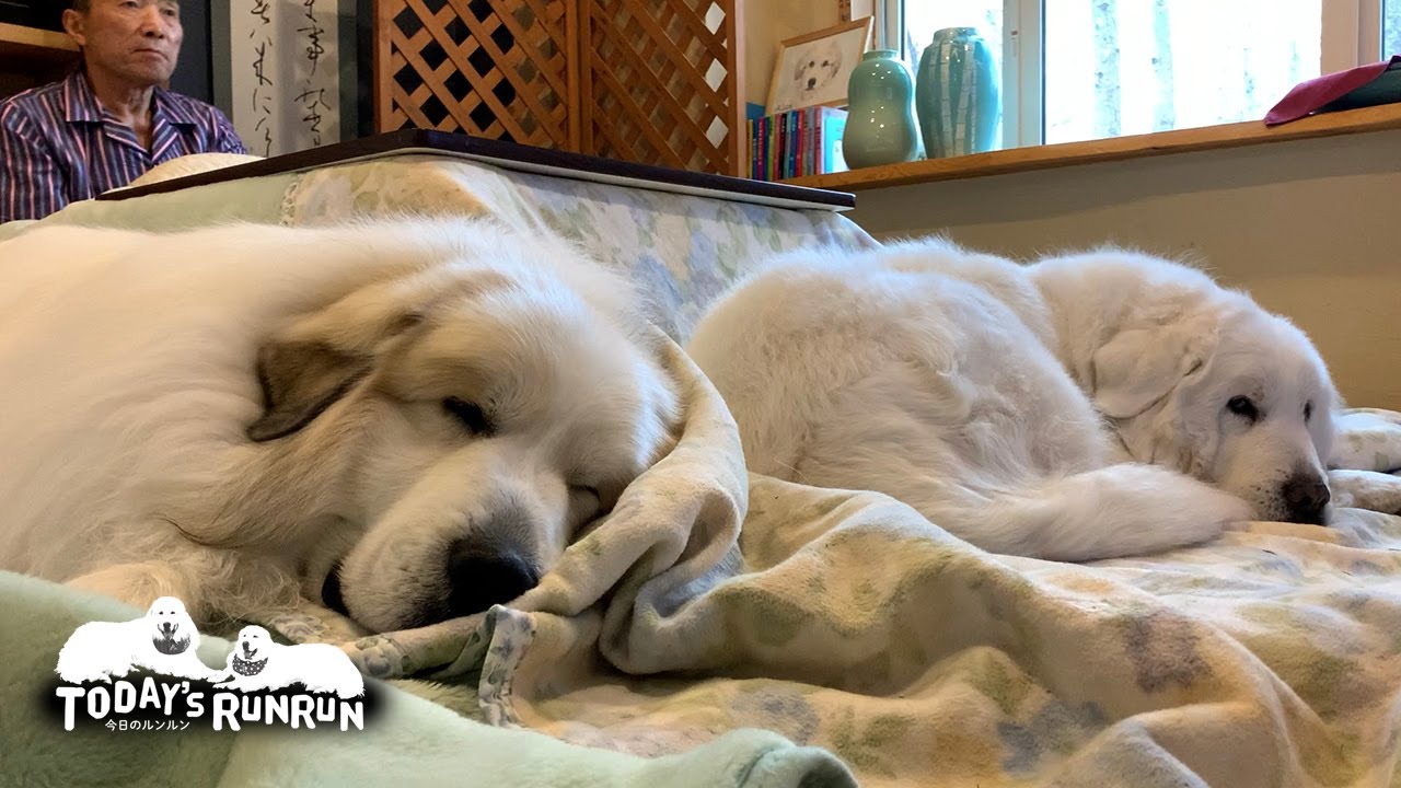 雪なので退屈しているルンルンとアランとお父さん　Great Pyrenees　グレートピレニーズ