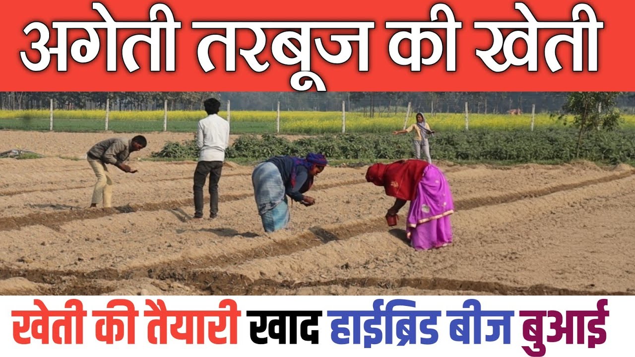 अगेती तरबूज की खेती कैसे करें tarbuj ki kheti kaise kare  A2Z watermelon farming in Hindi 
