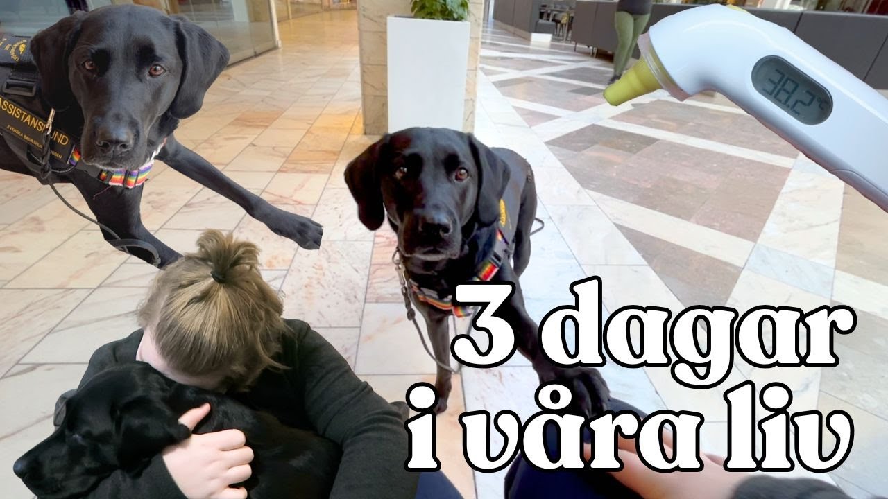 ASSISTANSHUNDSVLOGG | 3 dagar hemma själv med min assistanshund | Kroniskt sjuk
