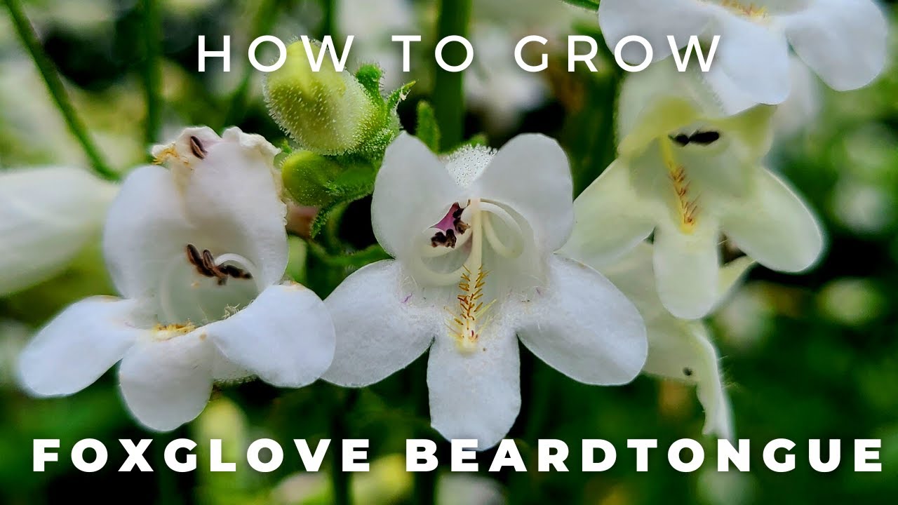 Complete Guide to Foxglove Beardtongue, Penstemon digitalis