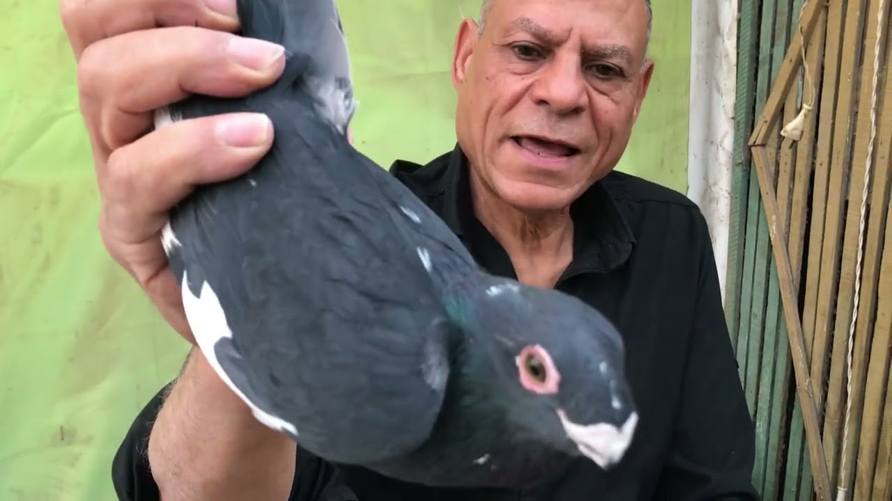 الحمام الغزار فرجه وزياره علي الماش