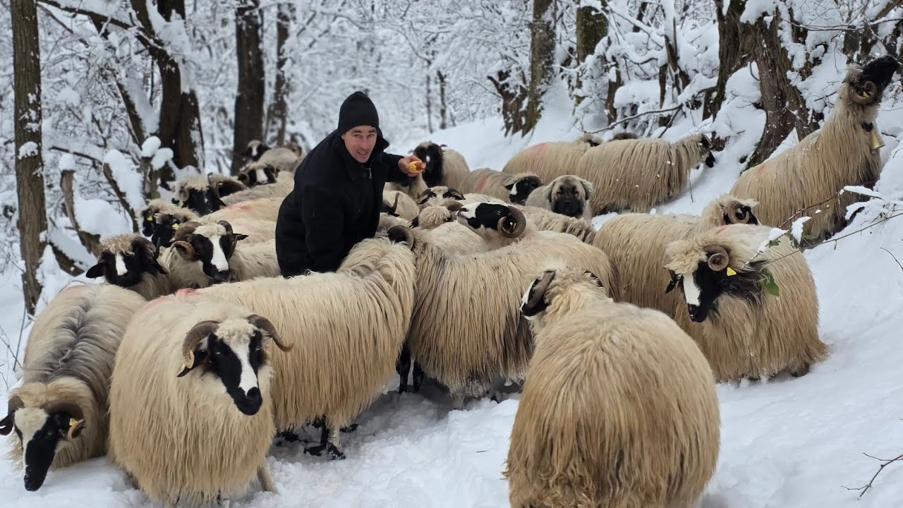 NELUȚU SĂCÂRCEA ȘI FRUMOASELE LUI ȚURCANE BREZE/PASIUNEA ,MUNCA ȘI SERIOZITATEA ÎȘI ARATĂ REZULTATUL