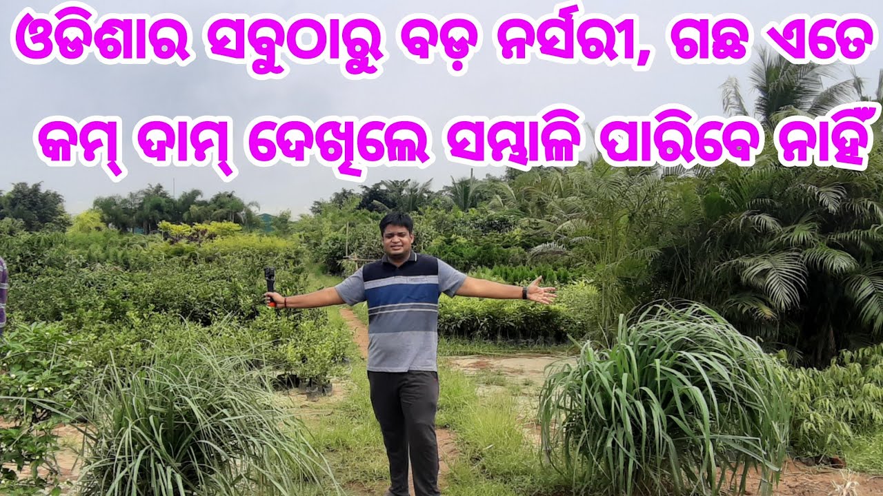 Biggest nursery in Odisha all types of fruits, flower, medicinal and exotic plants at lowest price