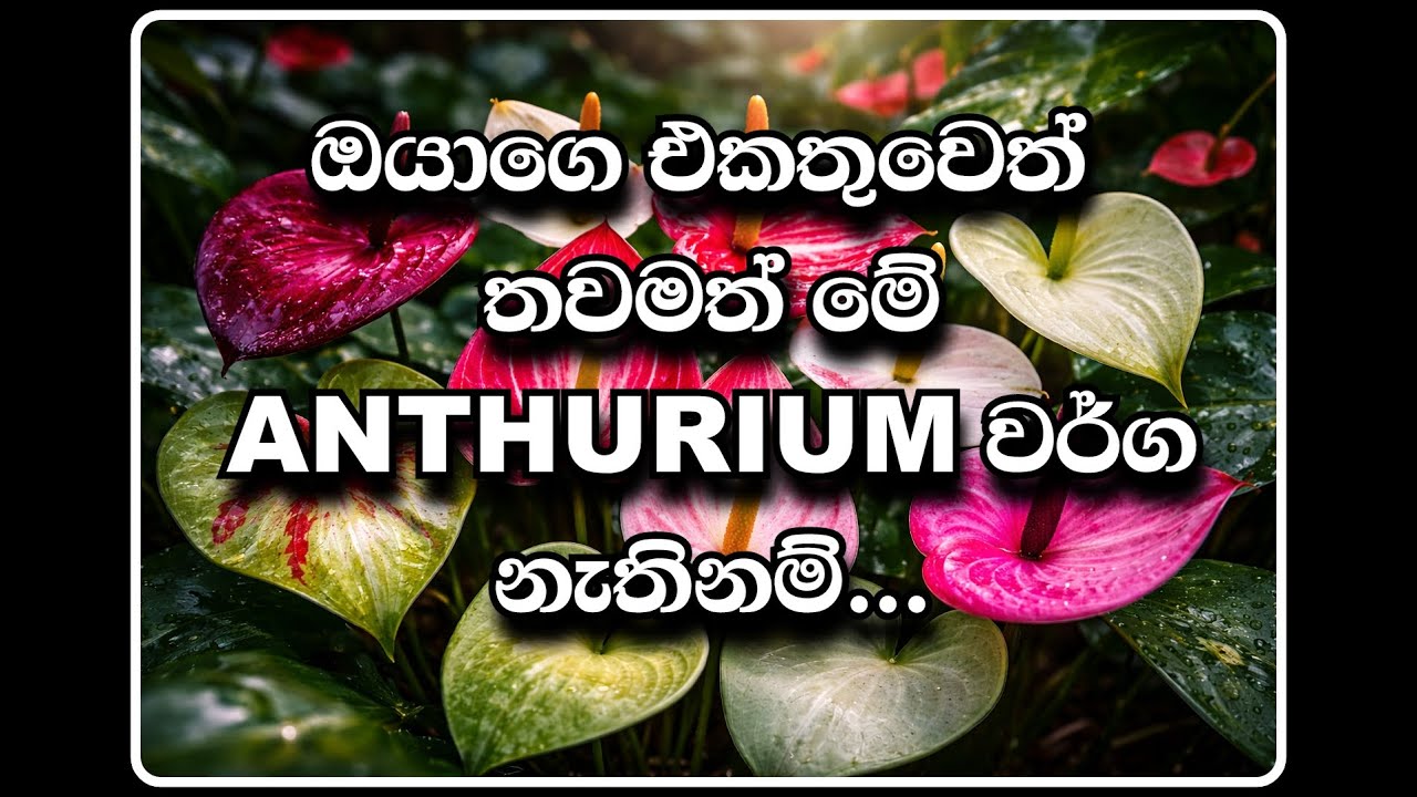 ✴️💗 ඉතාම අවම මිලෙන් ඔබට අවශ්‍ය Anthurium වර්ග මිලදීගන්න 💗 ✴️ #anthurium #fairprice