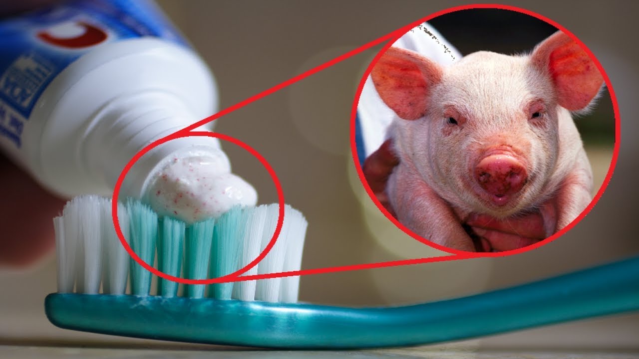 Things You WON'T BELIEVE Contain Animal Products