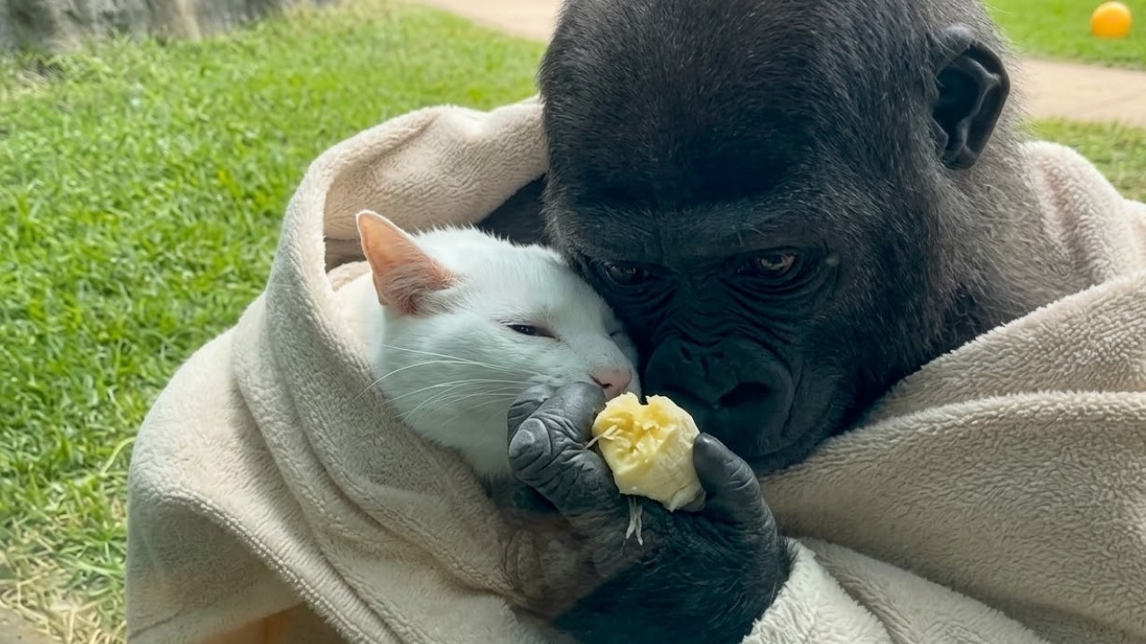 【保護猫】子供を亡くした母猫が、親を失ったゴリラと家族に→命を懸けて戦う彼のそばで励まし続けた結果【感動する話】