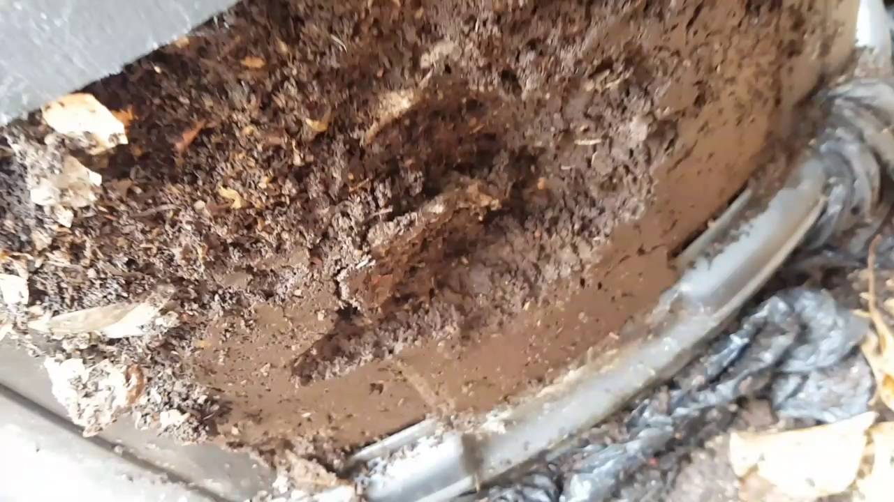 Composting in a 'Dalek' style bin with worms