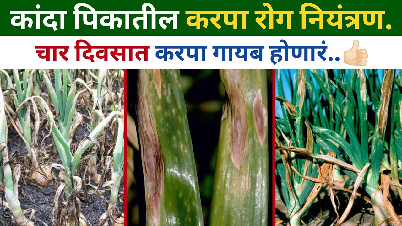 कांदा पिकातील करपा रोगावर उपाय | kanda karpa niyantran | कांदा शेंडे पिवळे पडणे उपाय