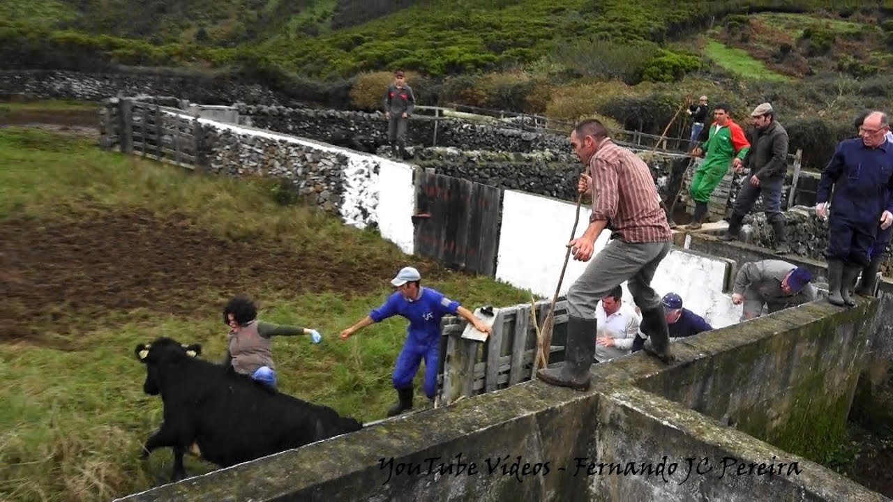 Cuidado Com As Vacas do Carvão - Ganadaria JAF - Ilha Terceira Açores