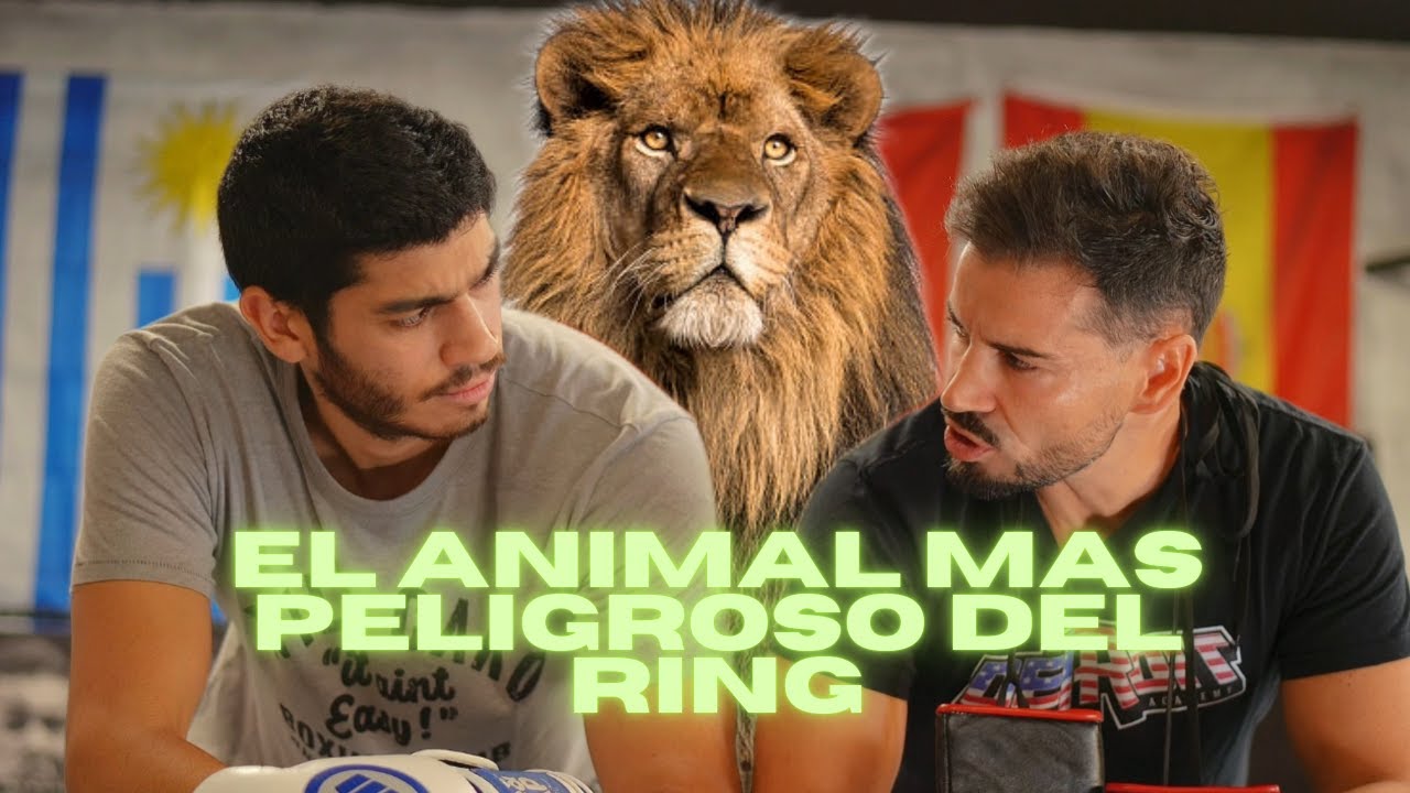 EL ANIMAL MAS PELIGROSO DEL RING¿CUAL ES? - BOXEO