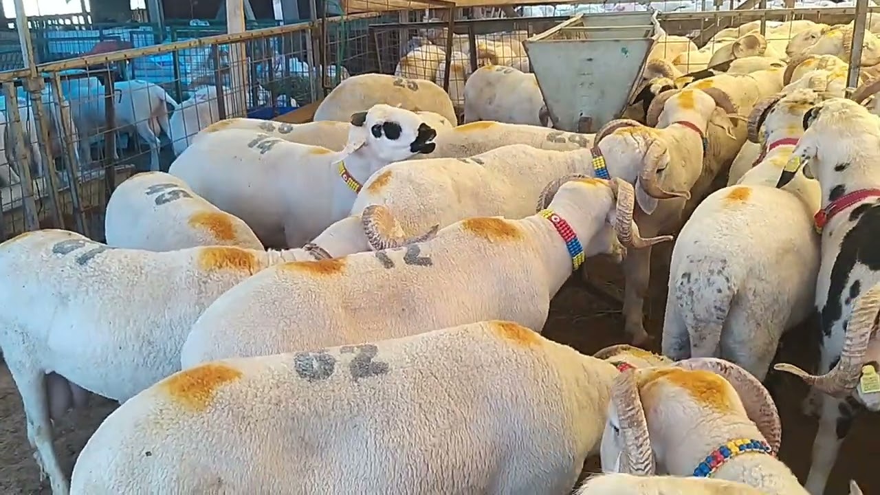 KURBAN PAZARLARINDA SON DURUM  2025 - Bölüm 1 / OAÇ TV