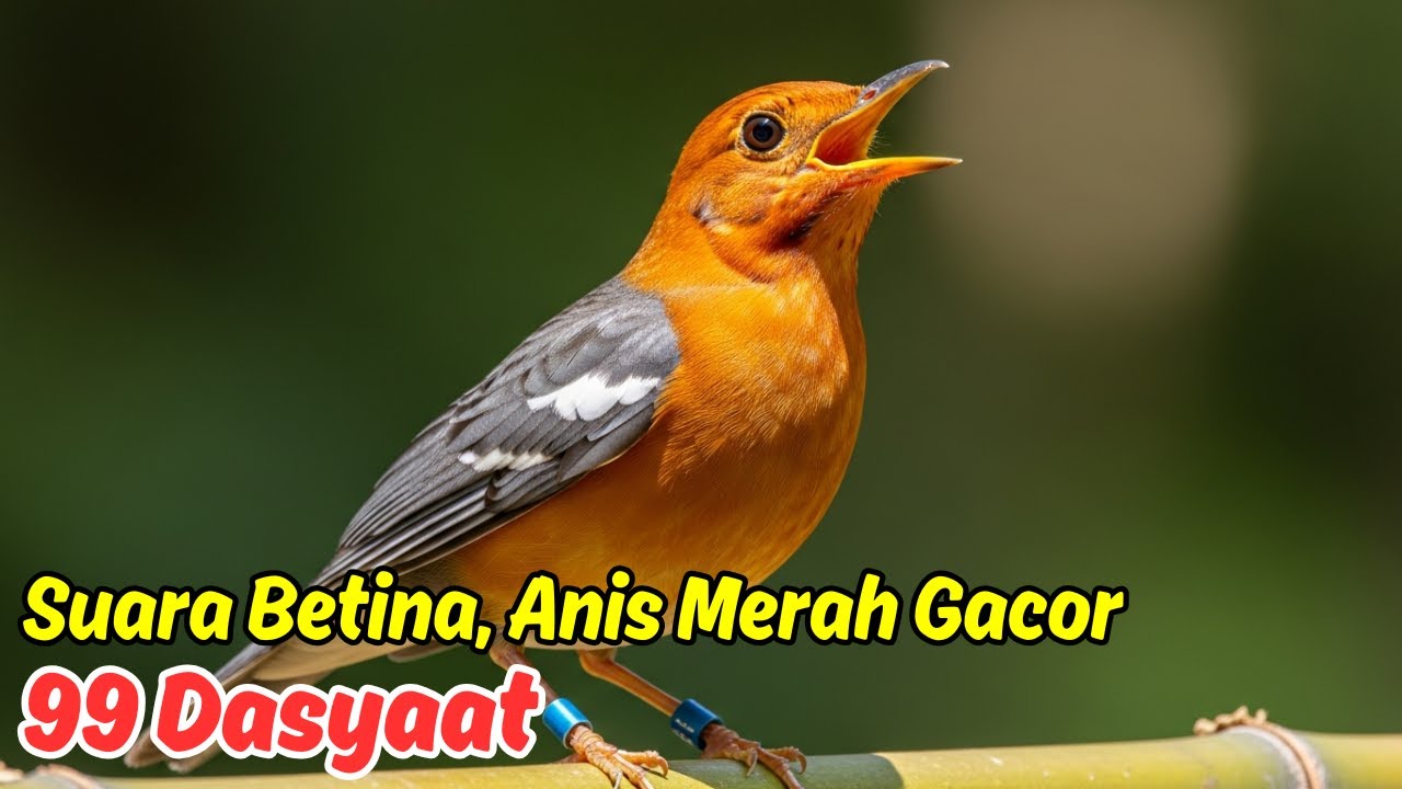 Terapi Pagi dan Malam untuk Burung Anis Merah Gacor