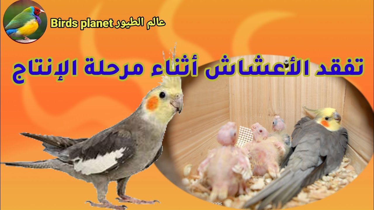 طيور الكوكتيل : تفقد أعشاش الطيور في فترة الإنتاج