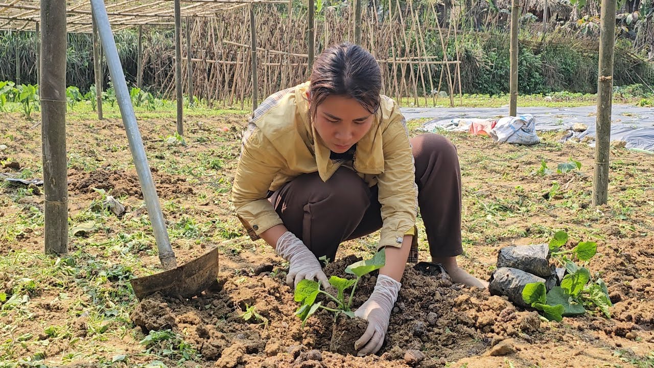 Harvesting herbs available at Hon's Mother Garden to sell at the Market/Daily Life - Le Thi Hon