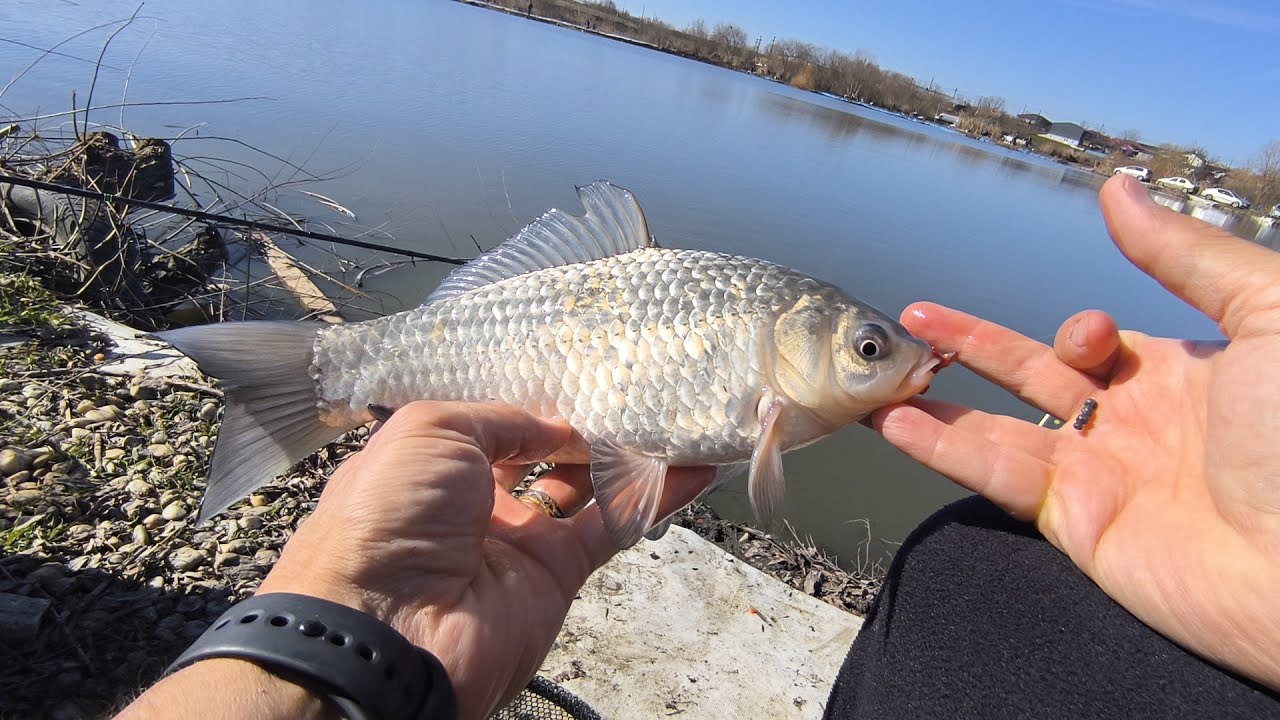 Recital la carasi mari! Carași unul după altul! Feeder si varga