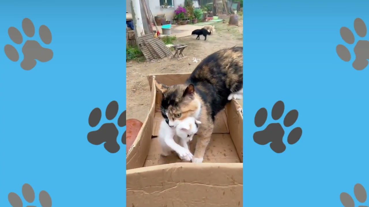 Couch Shredders & Shelf Destroyers: The Funniest Cat-tastrophe Compilation of 2025! (Cat Fail Army)