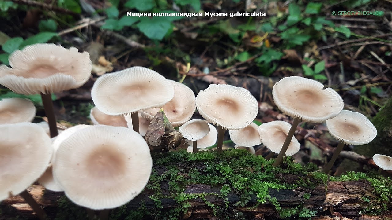 Мицена колпаковидная Mycena galericulata Описание Съедобность Видео определитель Лечебные свойства