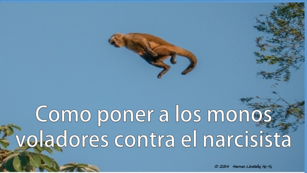 Cómo poner a los MONOS VOLADORES en contra del NARCISISTA