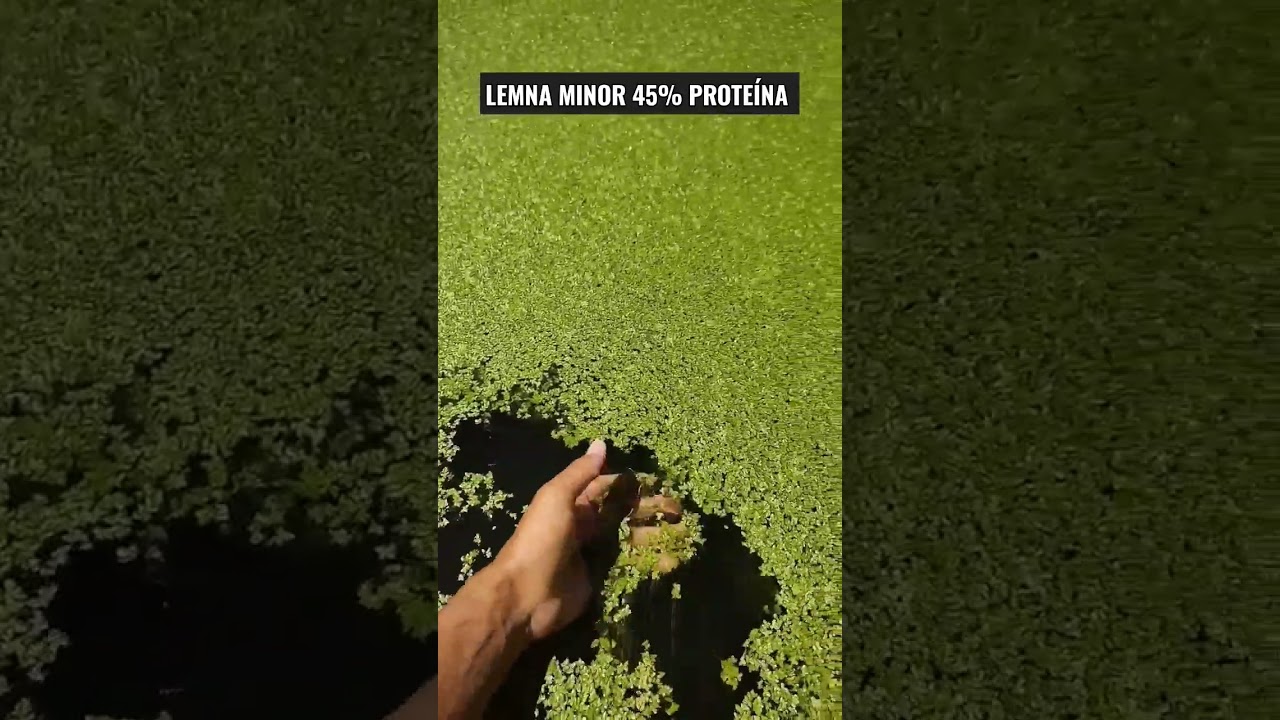 LEMNA MINOR A RA&Ccedil;&Atilde;O DO FUTURO PARA PEIXES E AVES