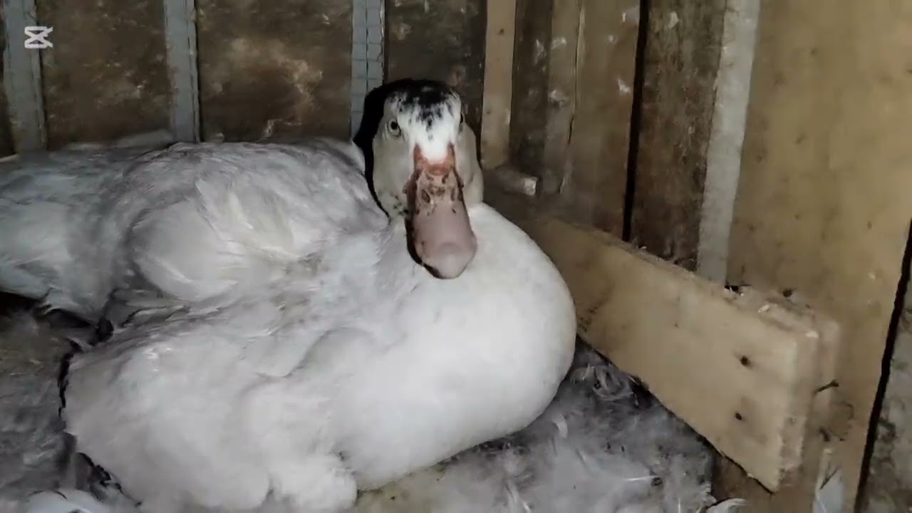 Regresaron los polluelos 🙏 sin mamá 😢 Me nacieron patitos ¿Cuántos serán? 🤔