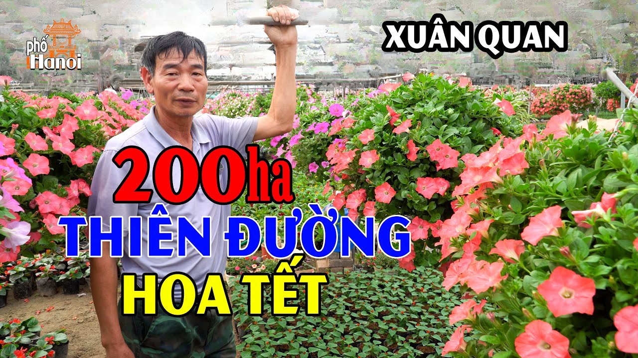 Thiên Đường Hoa Tết Gần Hà Nội Có Khoảng 1300 Gia Đình Giàu Có Nhờ Chuyên Canh Trồng Hoa #hnp