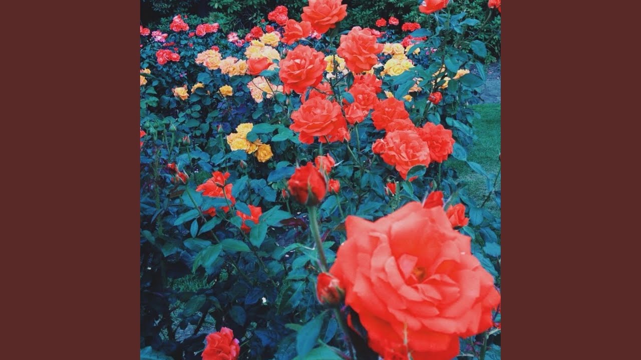 Peach Rose Gold