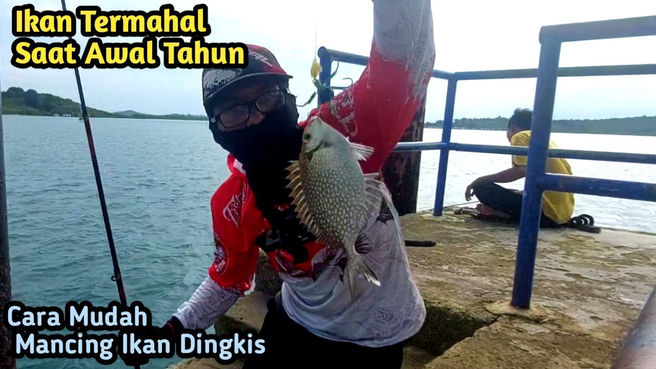 Cara Mudah Mancing Ikan Baronang Dingkis