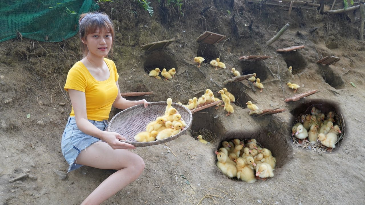 New born baby ducks - How to make a place to sleep for chickens - Green Forest Farm, Living Off Grid