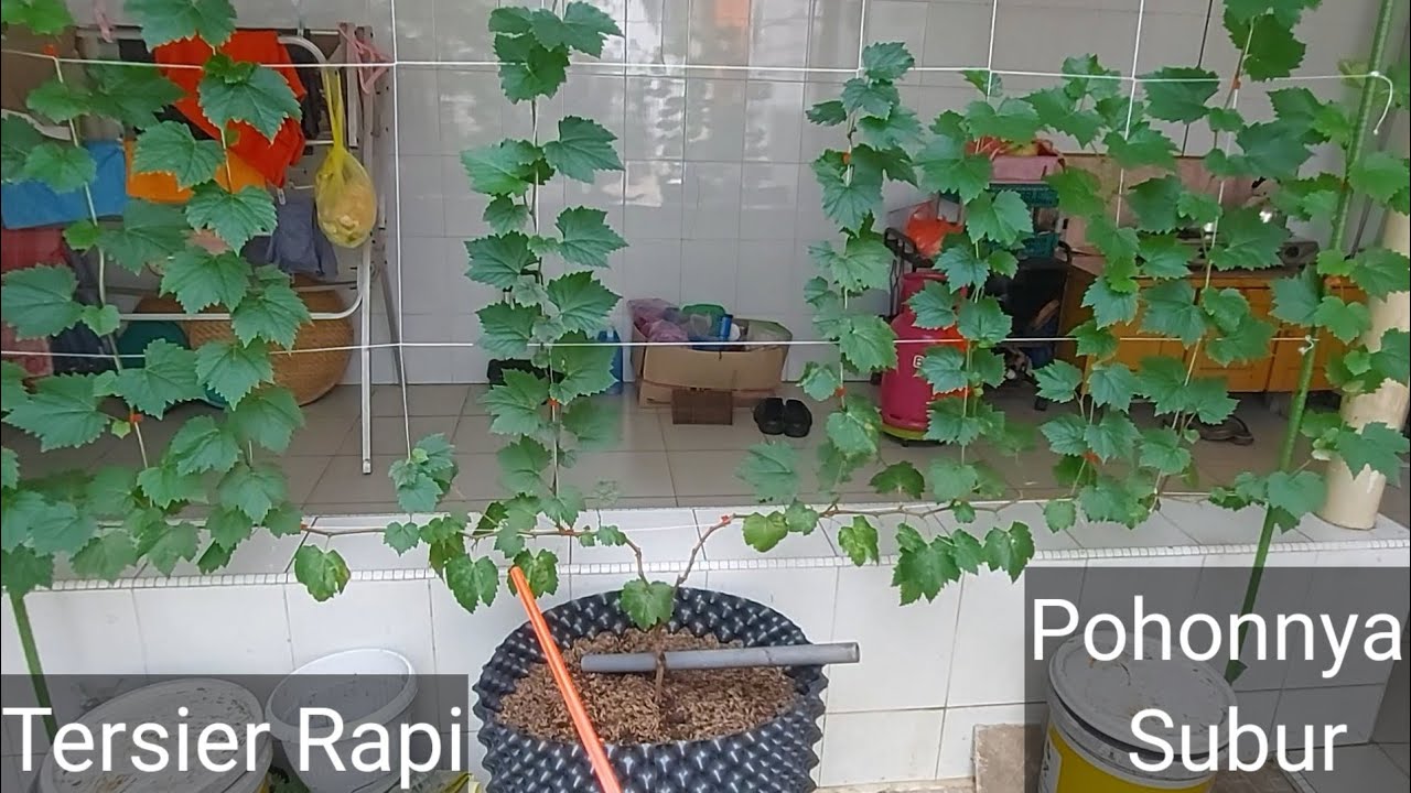 Sangat Unik & Mudah Berbuah, Halloween Cabe Cabean, Anggur Import Merah, Part#2