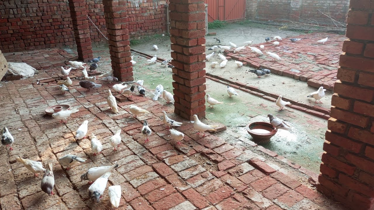Pigeon 🕊️ farming | beautiful 😍 pigeon's|pigeon cage🕸️ | part 08
