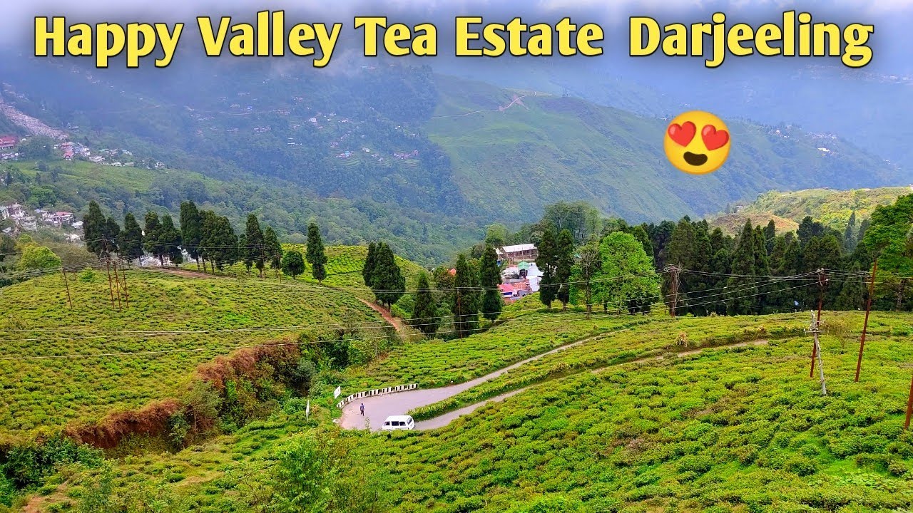 Happy Valley Tea Estate 😍 | darjeeling  | चाय का बागान  |  safar with surya