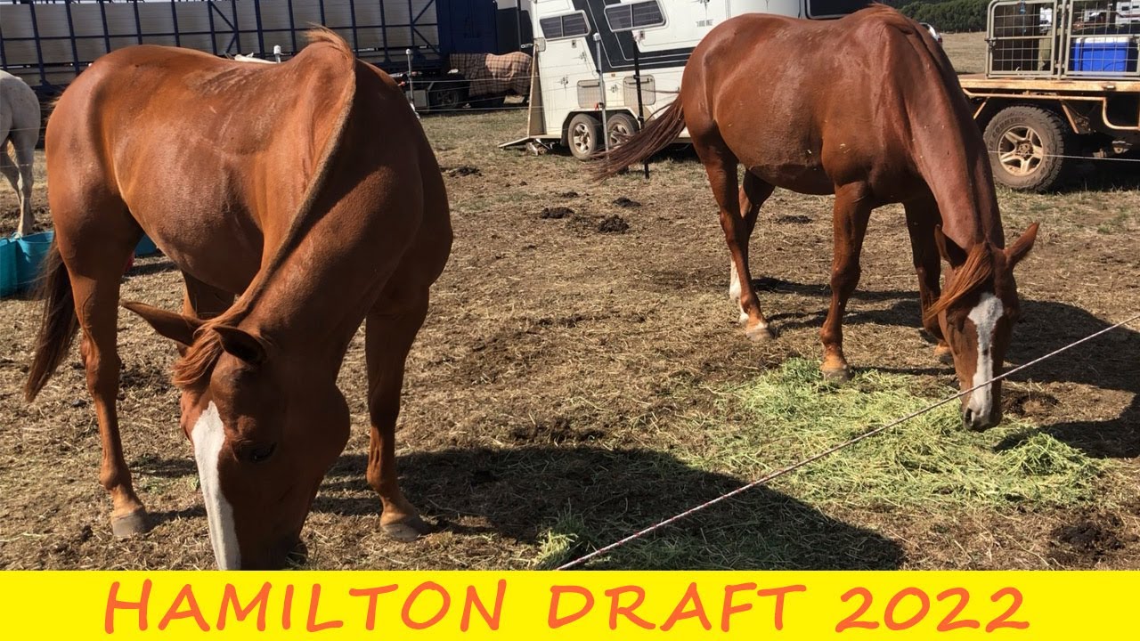 Hamilton Campdraft 2022