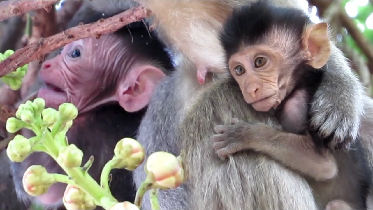 Watch baby monkey play on the tree | like family monkey | popular daily