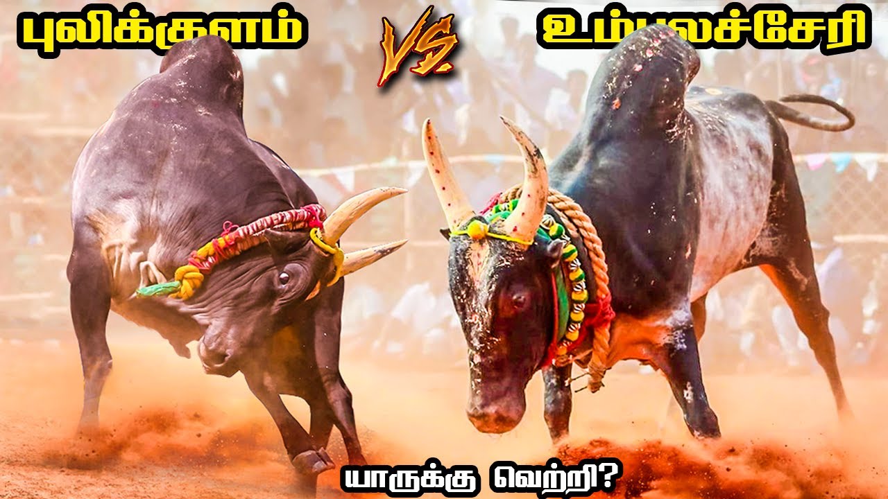 புலிக்குளம் காளை vs உம்பளச்சேரி காளை💪 | Pulikulam Kaalai vs Umbalacheri Kaalai