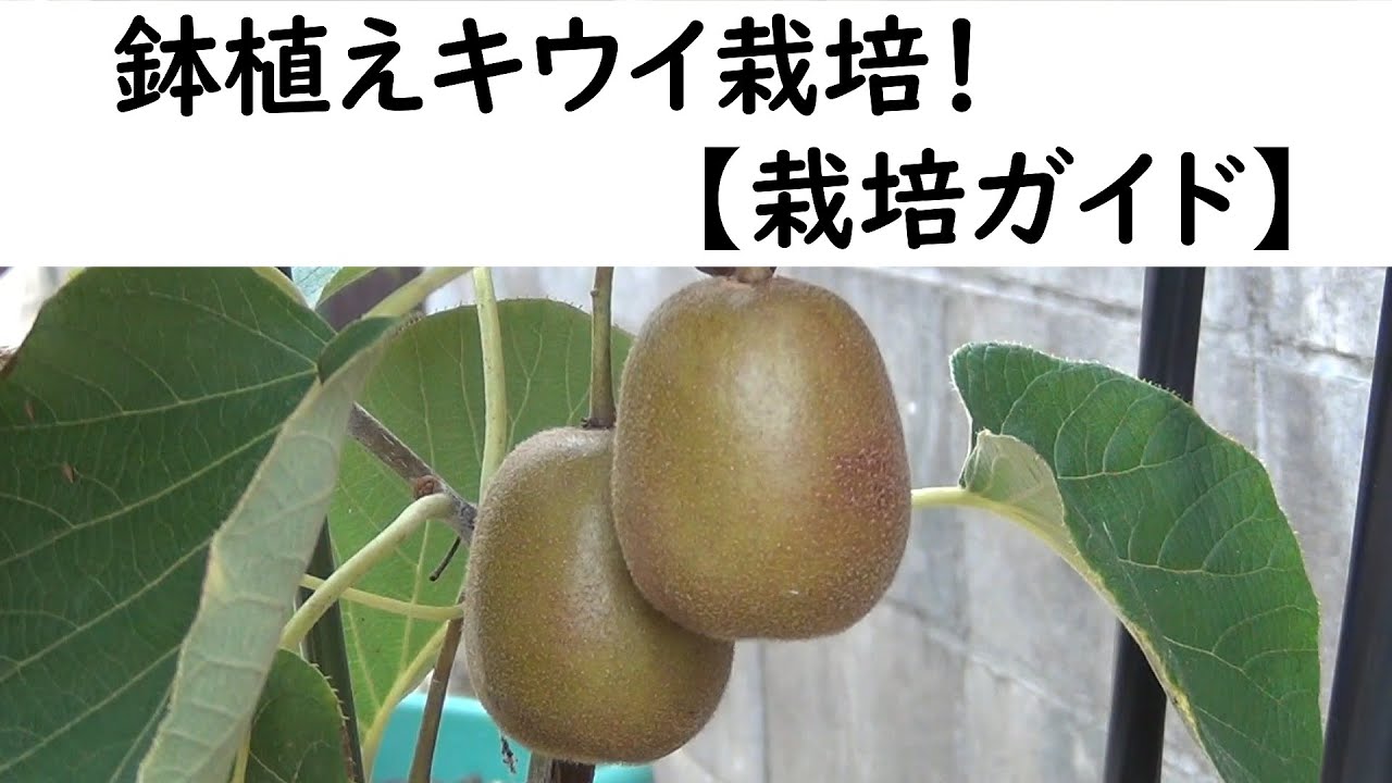 鉢植えキウイ栽培【栽培ガイド】