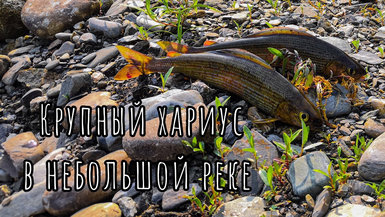 Рыбалка рядом с медведем. Ловля крупного хариуса в небольшой реке на мушку.