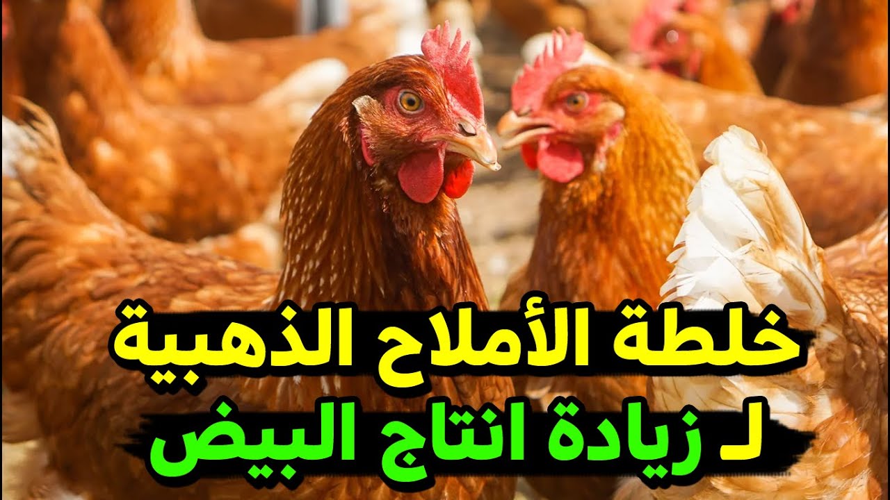 زيادة انتاج البيض خلطة الاملاح المعدنية الموفرة هتخلي انتاج البيض يزيد أضعاف خلال ايام والنتيجة .. 😱