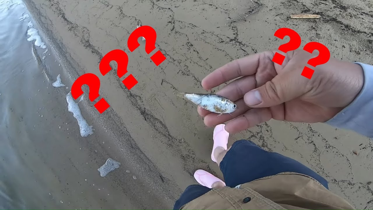 only LAKE NACIMIENTO in CALIFORNIA has WHITE BASS?! (THE LURE THAT NO ONE TALKS ABOUT!)