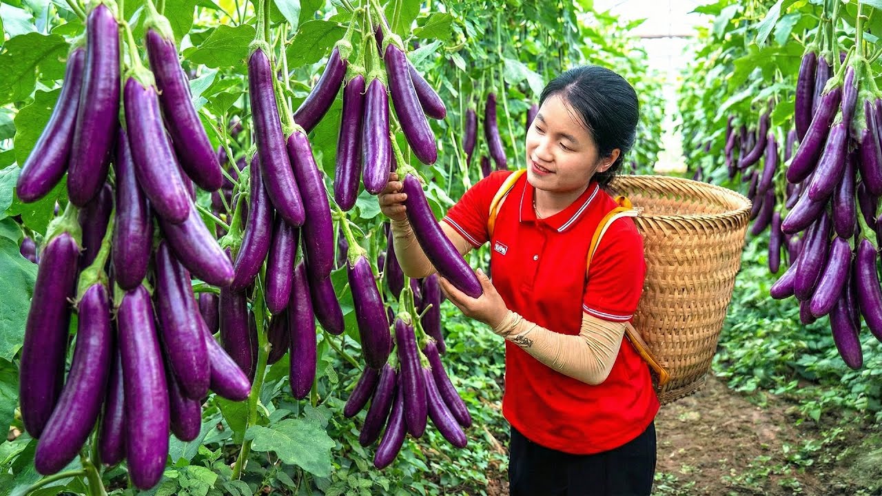 Harvesting 1000+ MUTANT Eggplant Fruits In the Forest Goes To Market Sell | Ella - Free Bushcraft