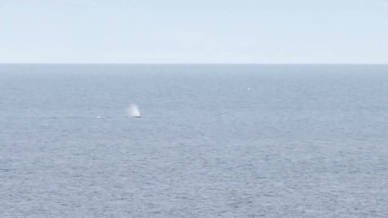 Sperm Whales in the Moray Firth  |  Burghead  |  19/06/2025