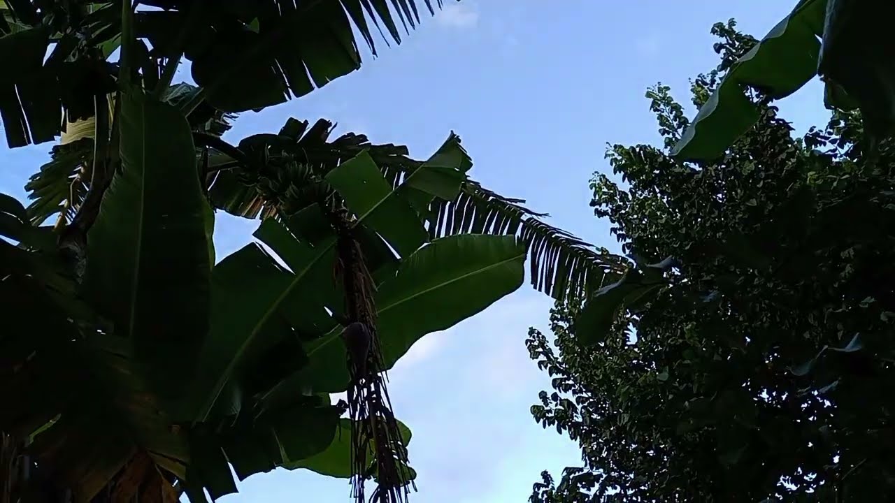Presente Que Não Tem Preço, UM Passeio No Bosque Comigo 😃
