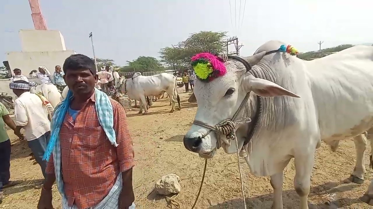 Devarkadra Wednesday Market Today | ఎద్దుల బేరాలు జోరుగా 🔥 | Telangana Cattle Market Update