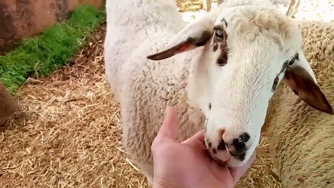 New sheep | new sheeps lamb | sheep #sheepfarming 