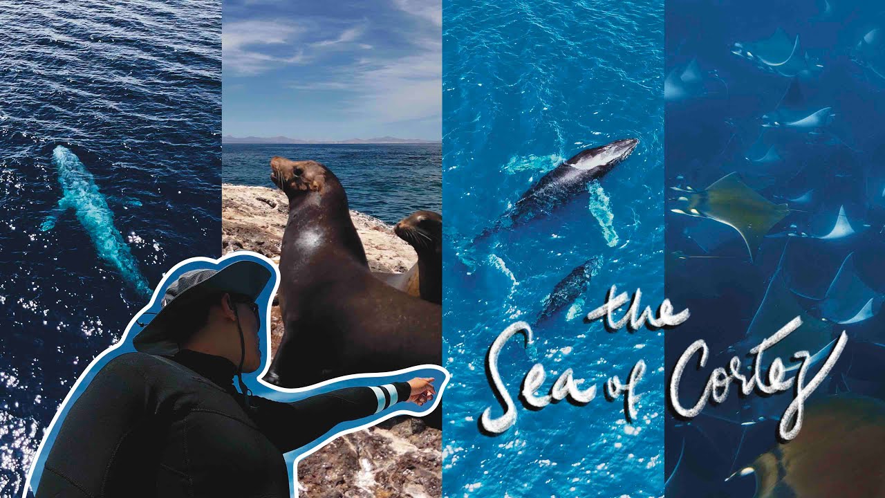 Snorkeling and Scuba Diving in Sea of Cortez, Baja California Sur, Mexico | Travel Vlog| 4K UHD