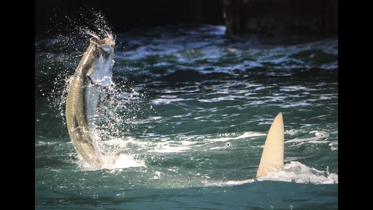 TARPON vs HAMMERHEAD AT BAHIA HONDA - Saltwater Experience
