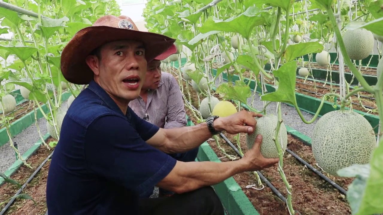 SMART FARMER  เอ็ม เมล่อน ฟาร์ม EP.5(2/3)