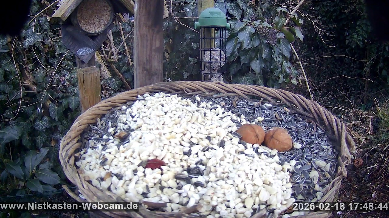 Vogelfutterstelle am 18. Februar 2026 in Moosburg a. d. Isar