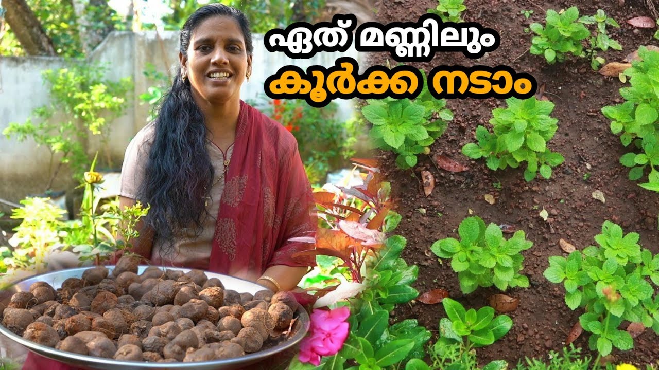 കൂർക്ക കൃഷി ഇനി എവിടേയും ചെയ്യാം | Koorka Krishi | Chinese Potato Cultivation Malayalam