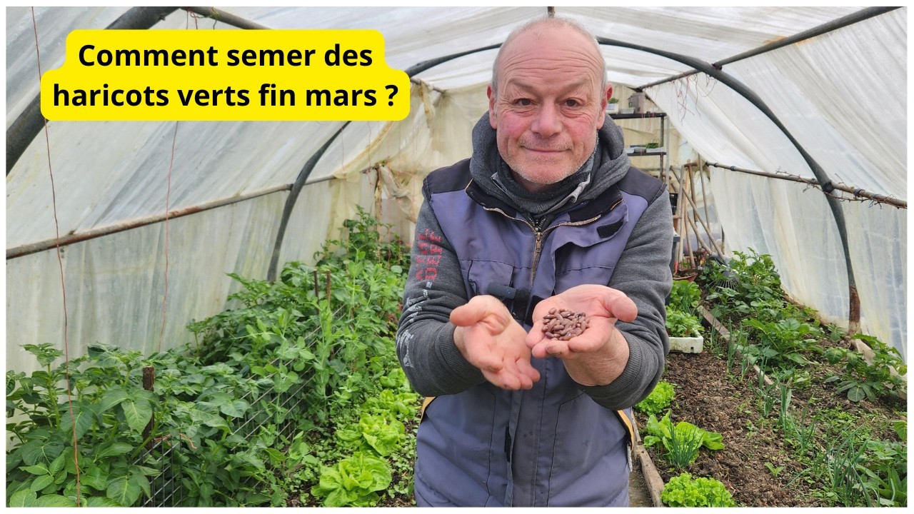 COMMENT FAIRE UN SEMIS  D'HARICOTS  VERTS FIN MARS AU JARDIN ?